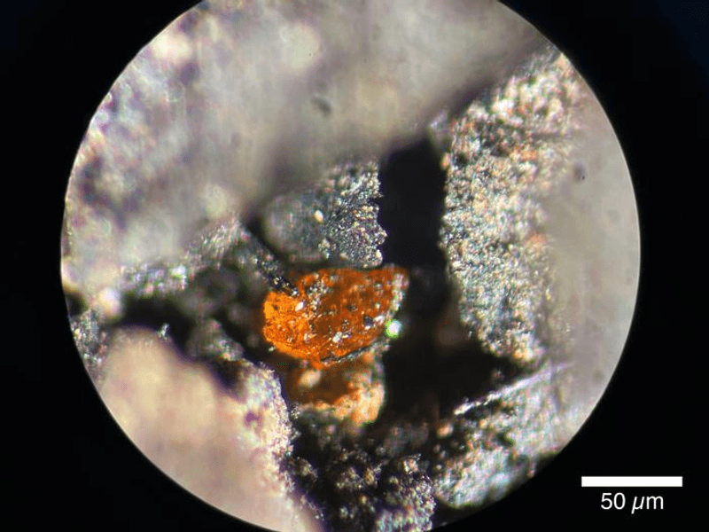 A piece of tiny amber fond trapped in Cretaceous lignite off the coast of Antarctica