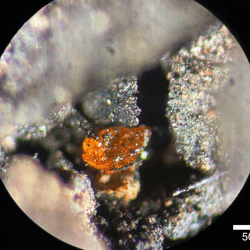 A piece of tiny amber fond trapped in Cretaceous lignite off the coast of Antarctica