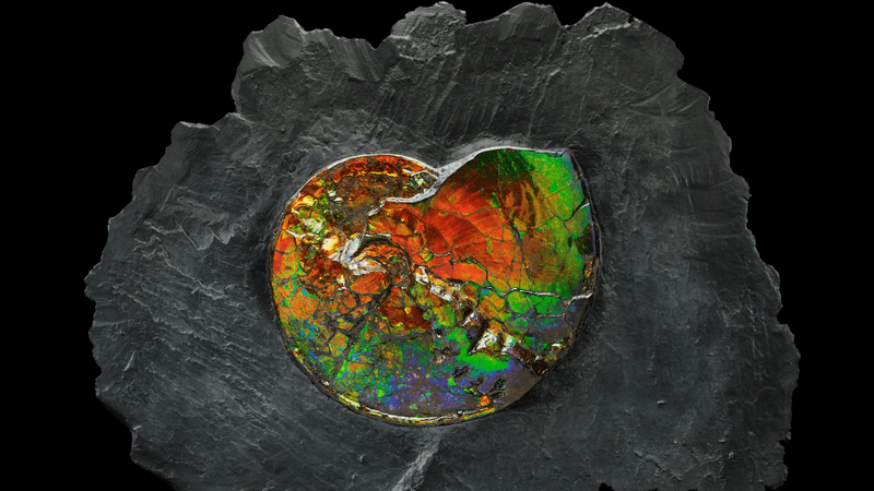 an ammonite in rainbow irridescent ammolite