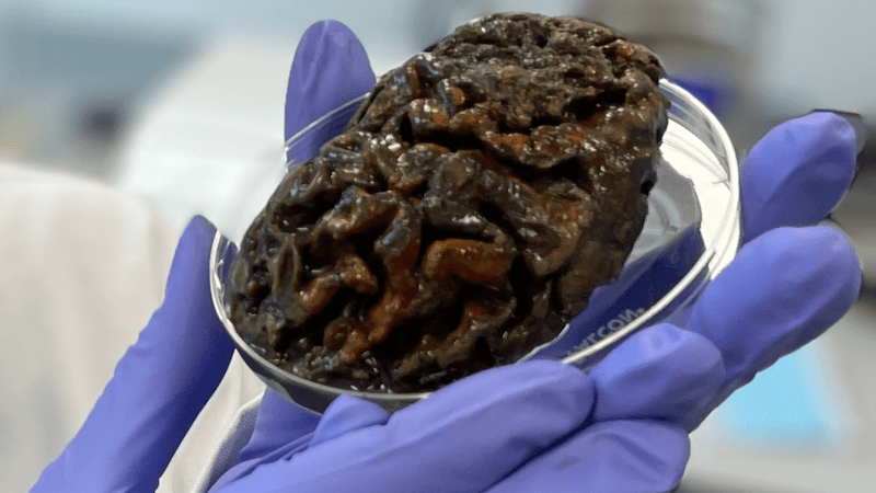 a preserved ancient brain