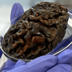 a preserved ancient brain