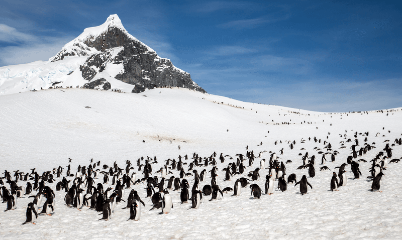 Adele penguin rockery on the SOuth Pole Antarctica. 