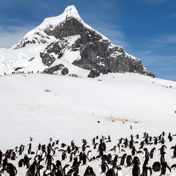 Adele penguin rockery on the SOuth Pole Antarctica. 