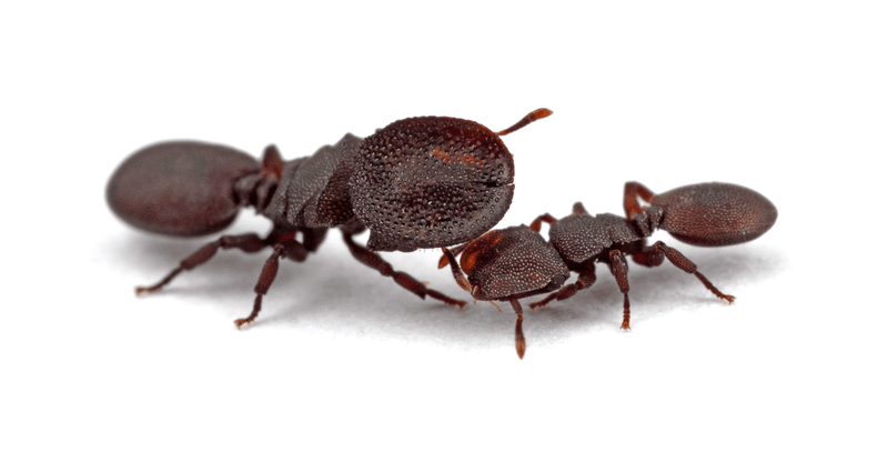 two specimens of cephalotes varians - one soldier with a large disk-shaped head (left) and a worker with a regular head (right)