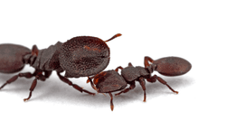 two specimens of cephalotes varians - one soldier with a large disk-shaped head (left) and a worker with a regular head (right)