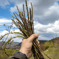 a person holding a handful of asparagus up to the sky