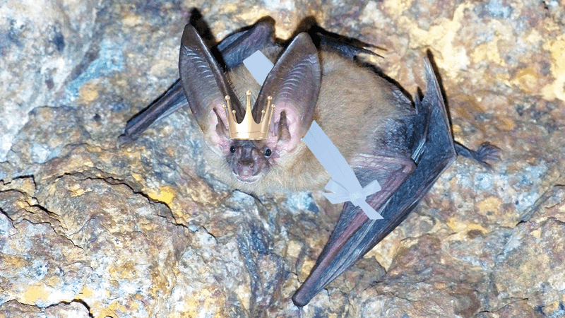 Townsend's big-eared bat hanging in a cave, wearing a gold crown and a blue sash