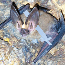 Townsend's big-eared bat hanging in a cave, wearing a gold crown and a blue sash