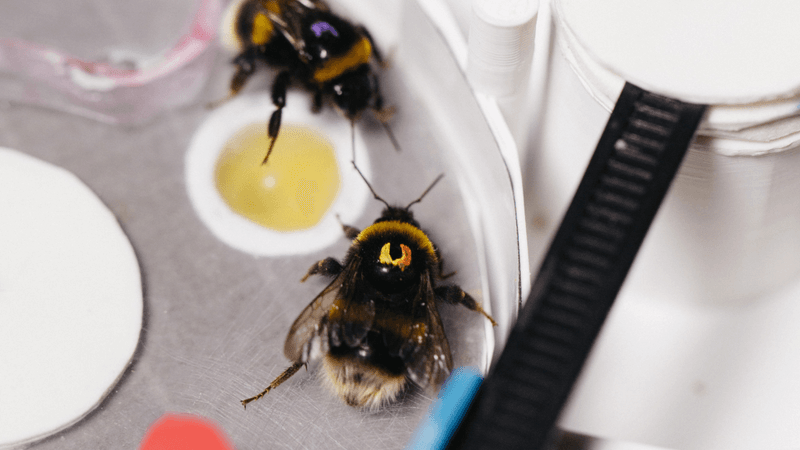 bees teaching each other how to complete a puzzle