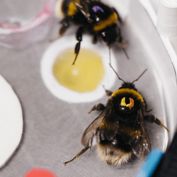 bees teaching each other how to complete a puzzle