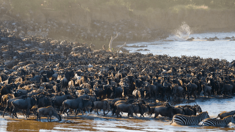 a huge number of buffalo and zebra crossing a river together