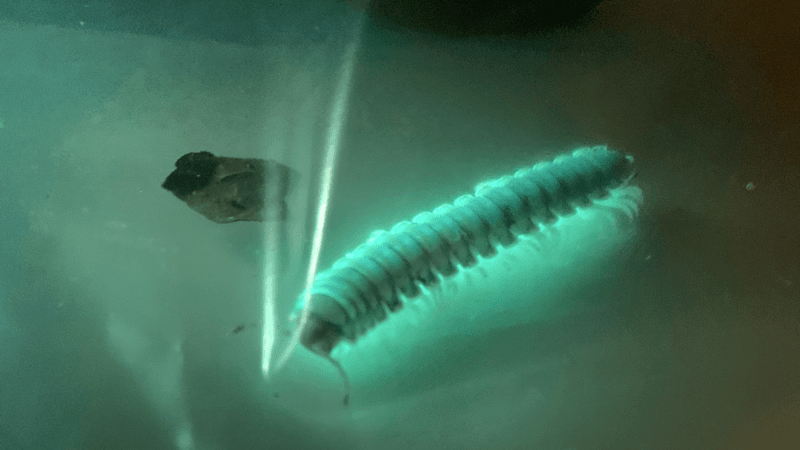 a millipede glowing on a table top in the dark because it is emitting biofluorescence