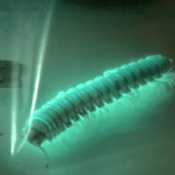 a millipede glowing on a table top in the dark because it is emitting biofluorescence