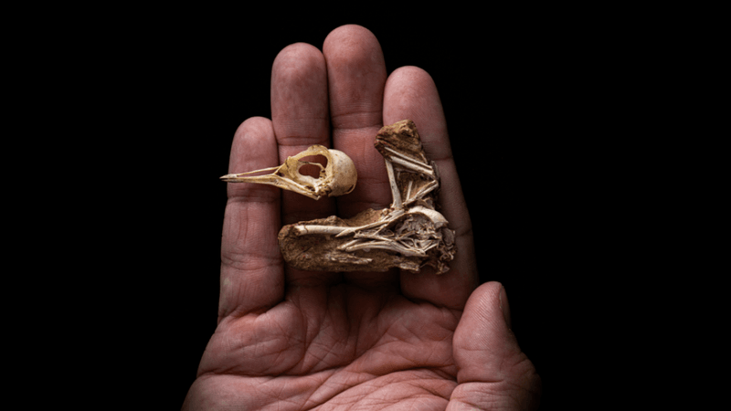 the skeleton of a dinosaur-era bird with skull nearly perfectly intact, revealing its 3d structure