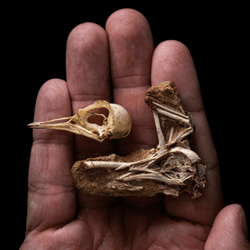 the skeleton of a dinosaur-era bird with skull nearly perfectly intact, revealing its 3d structure