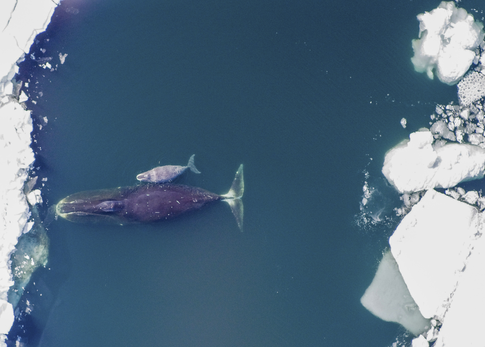 A bowhead whale and her calf in the Arctic Ocean.