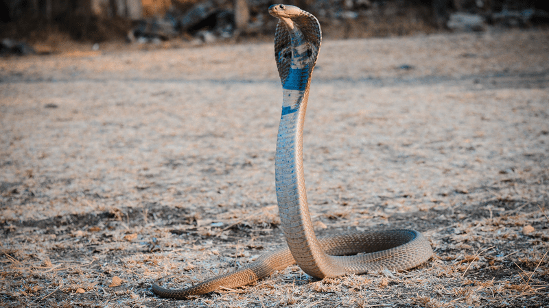 boy bites cobra