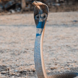 boy bites cobra