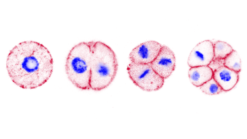 Images of the multicellular development of the ichthyosporean Chromosphaera perkinsii, a close cousin of animals. In red, the membranes and in blue the nuclei with their DNA. The image was obtained using expansion microscopy.