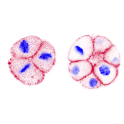 Images of the multicellular development of the ichthyosporean Chromosphaera perkinsii, a close cousin of animals. In red, the membranes and in blue the nuclei with their DNA. The image was obtained using expansion microscopy.