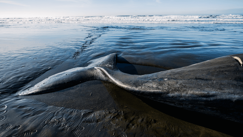 a whale carcass on the beach