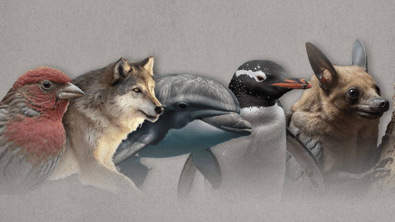 A bird, a wolf, a porpoise, a penguin, and a bat