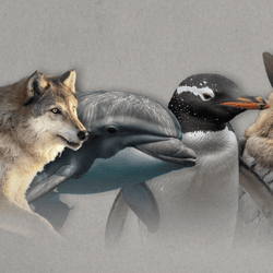 A bird, a wolf, a porpoise, a penguin, and a bat