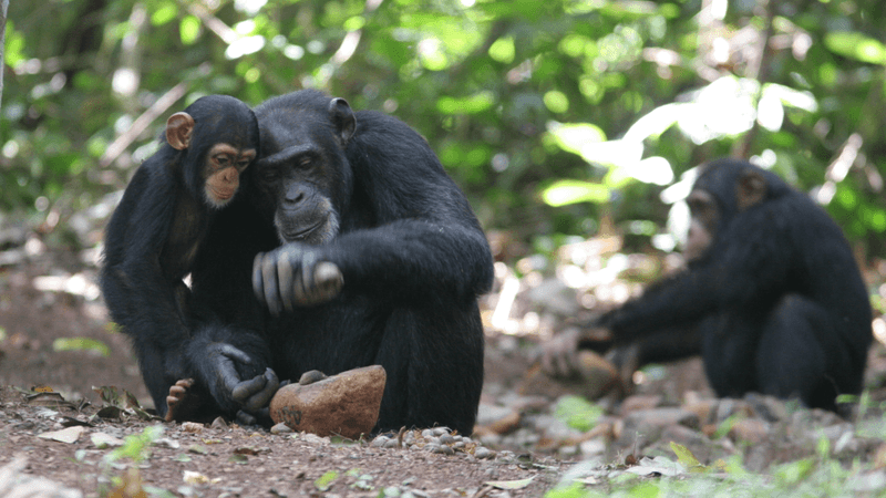 a young chimpanzee learning how to use a rock tool from an older chimpanzee