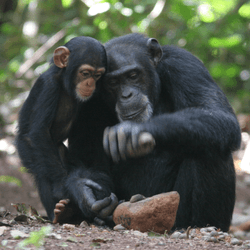 a young chimpanzee learning how to use a rock tool from an older chimpanzee