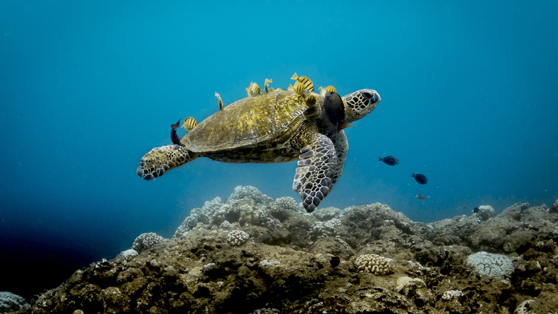 a turtle at a cleaning station