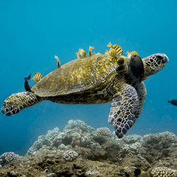 a turtle at a cleaning station