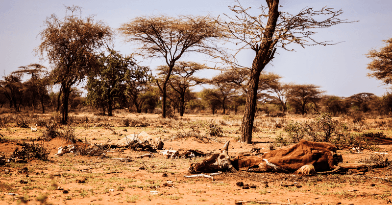 Dead hungry cattle skeleton on dry Masai land in Kenya caused by Drought and famine, associated with climate change.