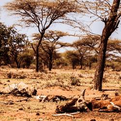 Dead hungry cattle skeleton on dry Masai land in Kenya caused by Drought and famine, associated with climate change.