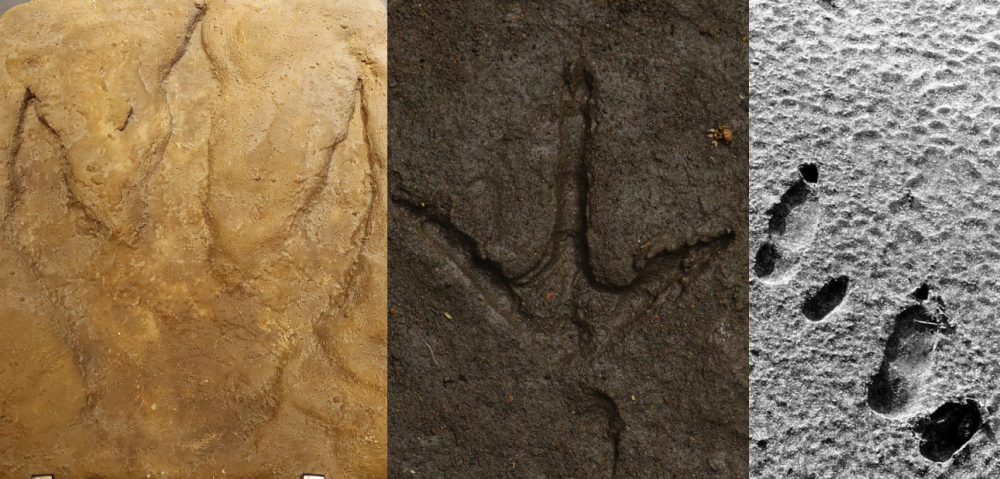 A T. rex footprint (left) compared to that of a chicken (middle), and an ostrich.