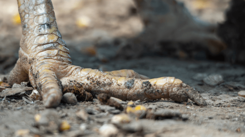 close up chicken foot in mud