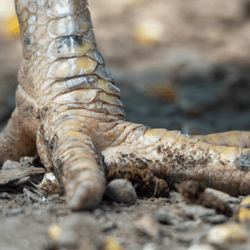 close up chicken foot in mud