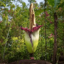 a giant corpse flower blooming in the forest