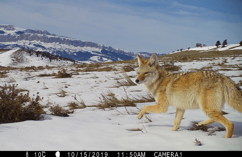 An eastern coyote, aka a "coywolf", pictured by a camera trap in the snowy mountains.