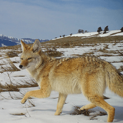 An eastern coyote, aka a "coywolf", pictured by a camera trap in the snowy mountains.