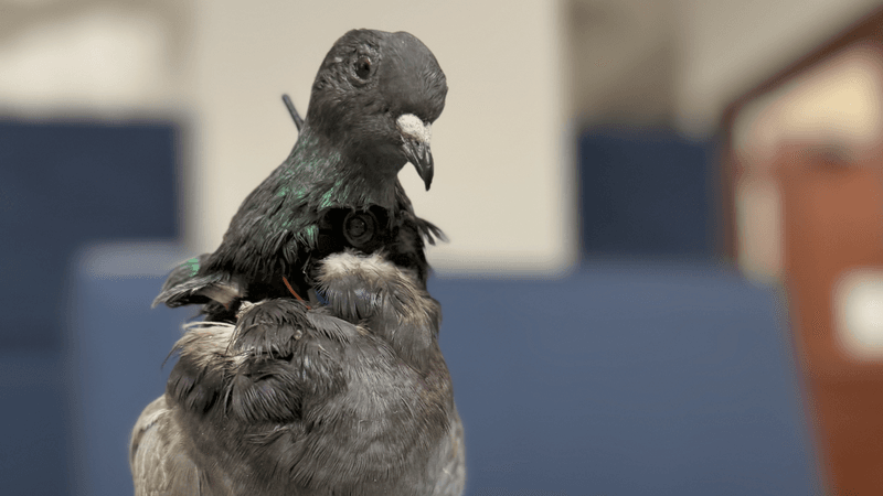 a taixdermy pigeon with a camera in its neck