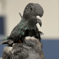 a taixdermy pigeon with a camera in its neck