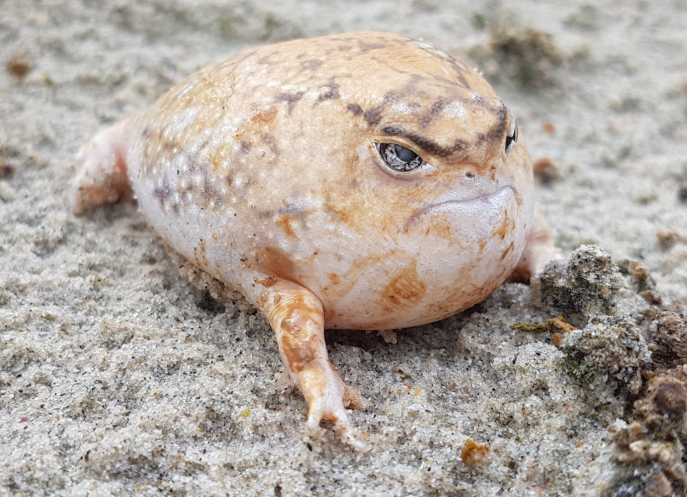 a puffed up desert rain frog, it's threatened and trying to look big