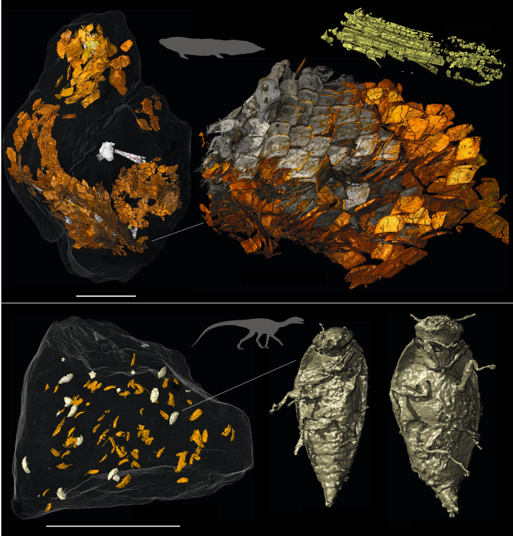 Bromalites and producers: Bromalites (fossil digestive remains) linked to producers, including the lungfish Ptychoceratodus (top), and the dinosaur ancestor Silesaurus