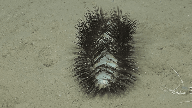 A long white creature with black iridescent bristles on a sandy sea floor.