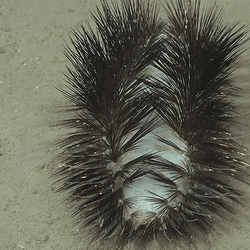 A long white creature with black iridescent bristles on a sandy sea floor.