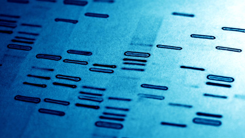 a DNA fingerprint