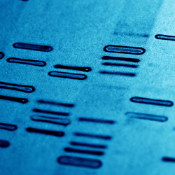 a DNA fingerprint