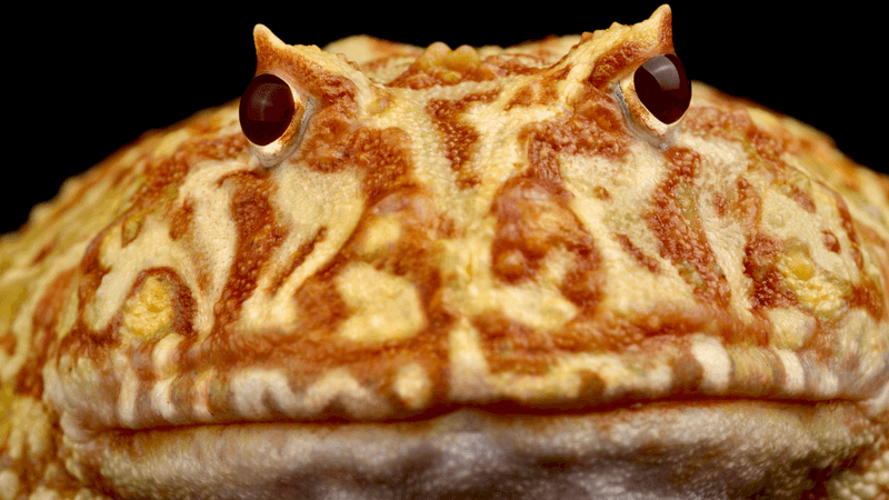 Ceratophrys cranwelli frog close up