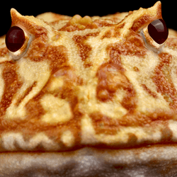 Ceratophrys cranwelli frog close up