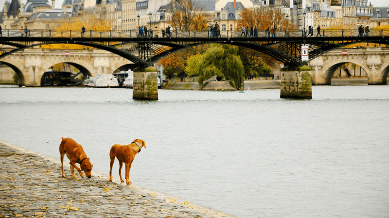 two dogs looking out over the water of the seine